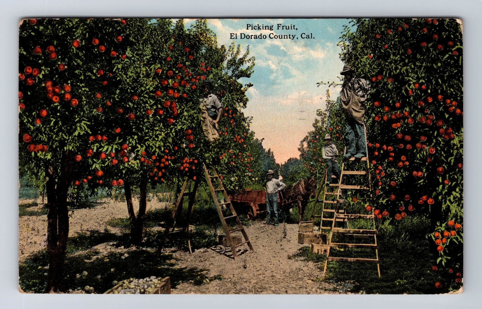 El Dorado County CA-California, Picking Fruit, Antique, Vintage c1915 Postcard