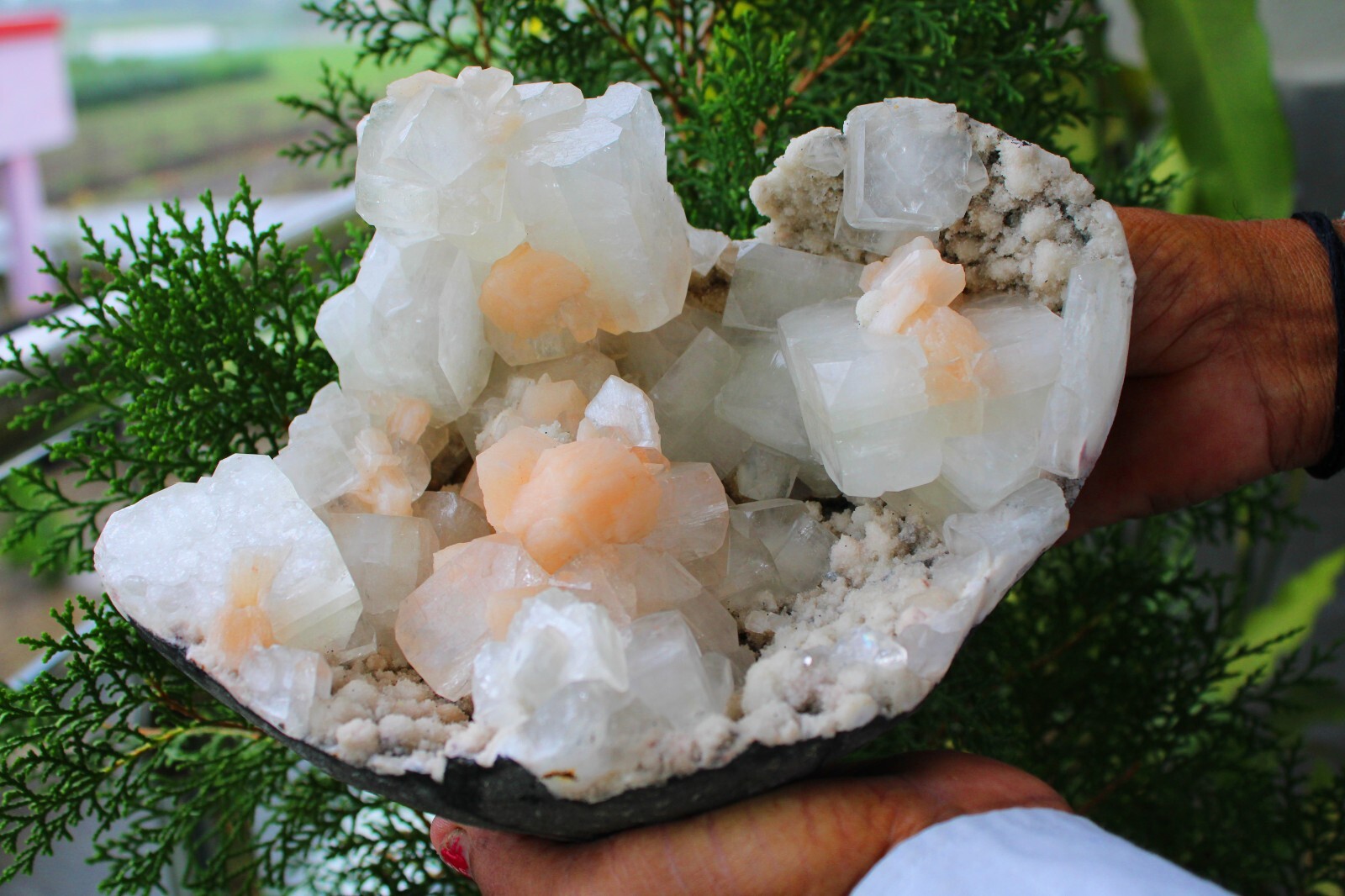 Apophyllite Crystals With Stilbite On Coral Matrix Minerals Specimen #M67