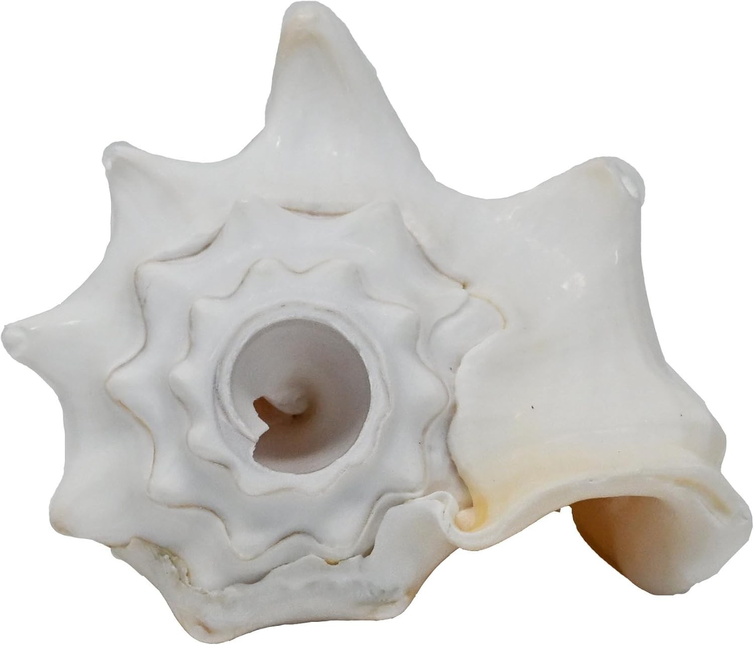 Small Bahama Conch Shell Horn (Milk Conch) - 5-6 inch - Blowing
