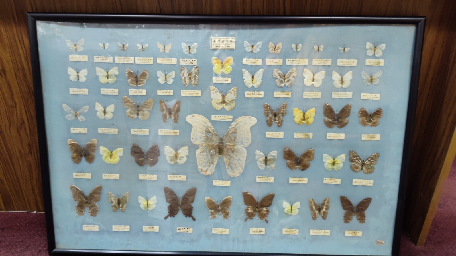 LARGE Antique Vintage Taiwan Framed Real Butterfly Art Collection - 50 Species