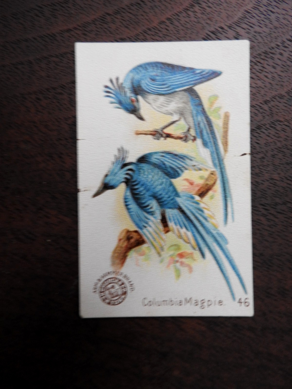 1898 Arm & Hammer NEW SERIES BEAUTIFUL BIRDS Trade Card #46 COLUMBIA MAGPIE