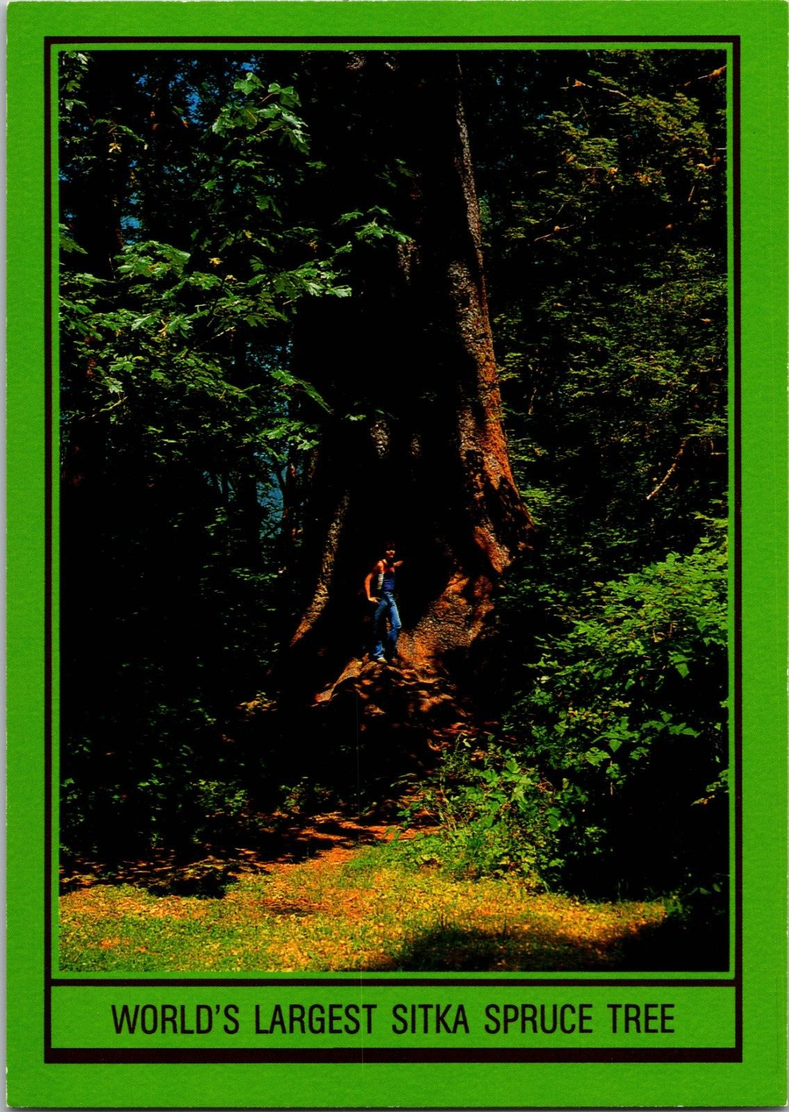 Vtg Postcard Wold\'s Largest Sitka Spruce Tree, Lake Quinault, Rain Forest Resort
