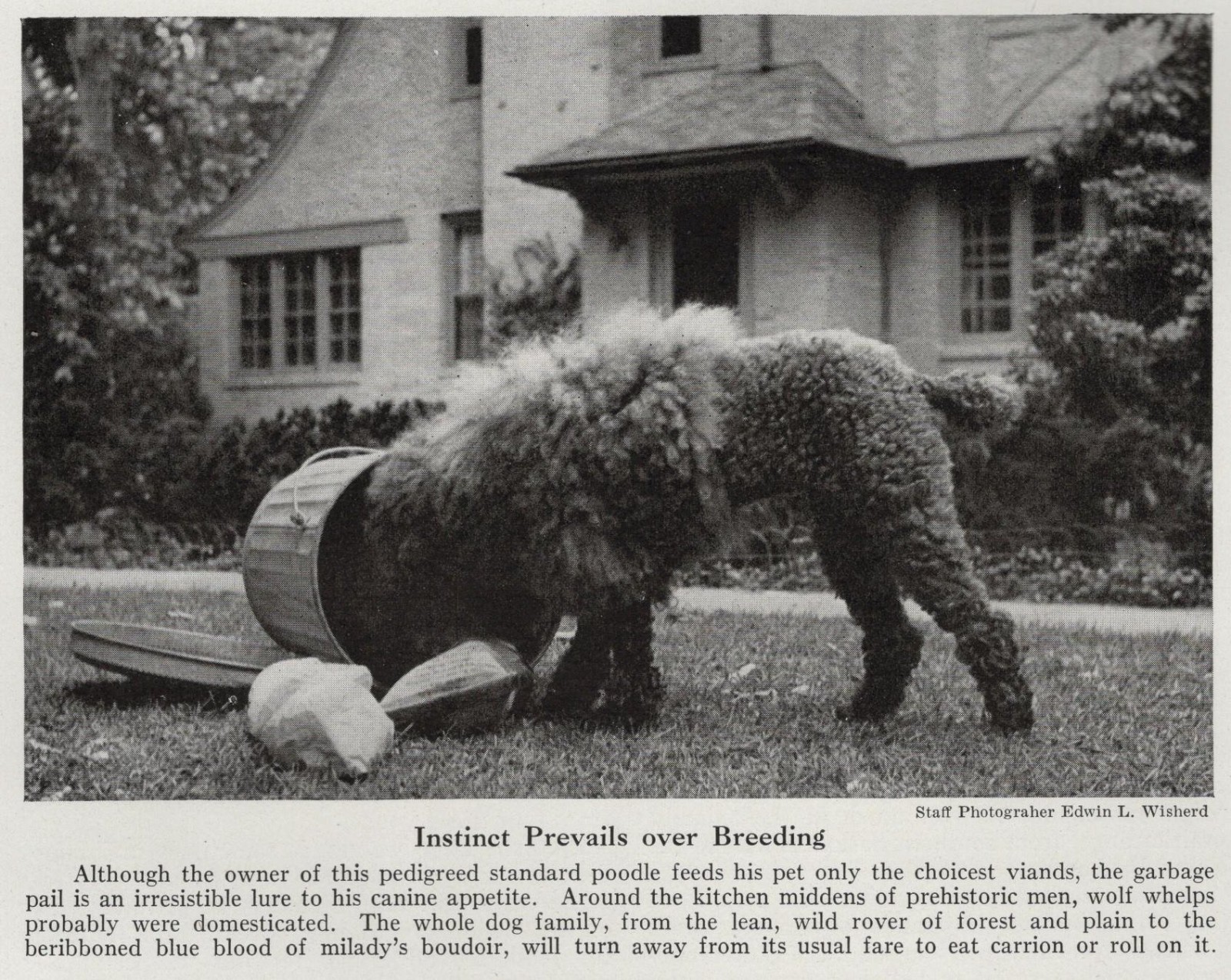 Standard Poodle 