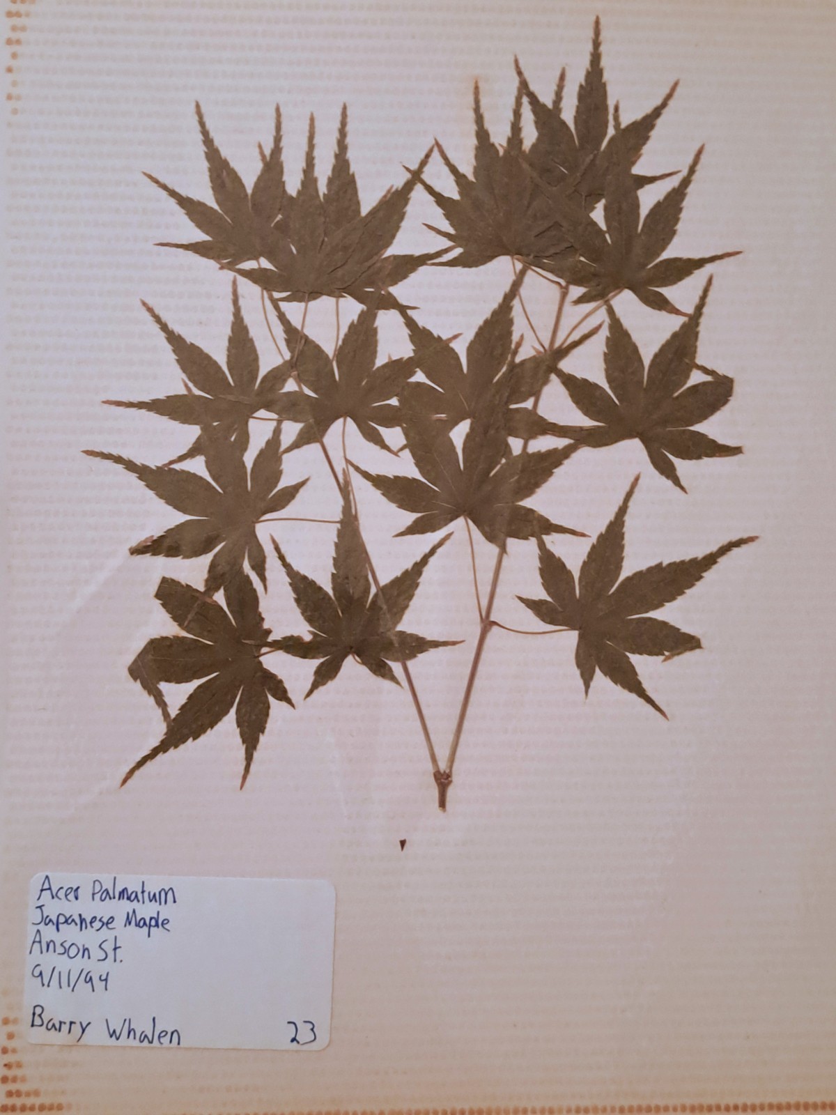 Vintage BOTANICAL PRESSED LEAF SCRAPBOOK Charleston South Carolina Hand Written 