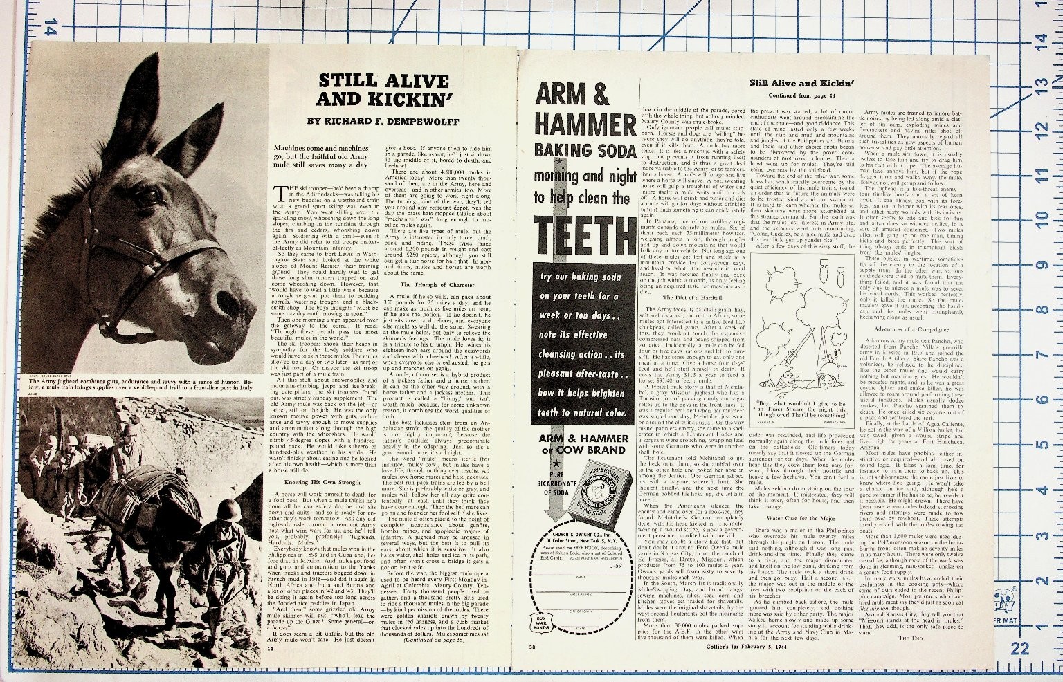 1944 Collier's Magazine Page WWII Army Mules Still Alive & Kickin' Ad 1944 Collier's Magazine Page WWII Army Mules Still Alive & Kickin' Ad