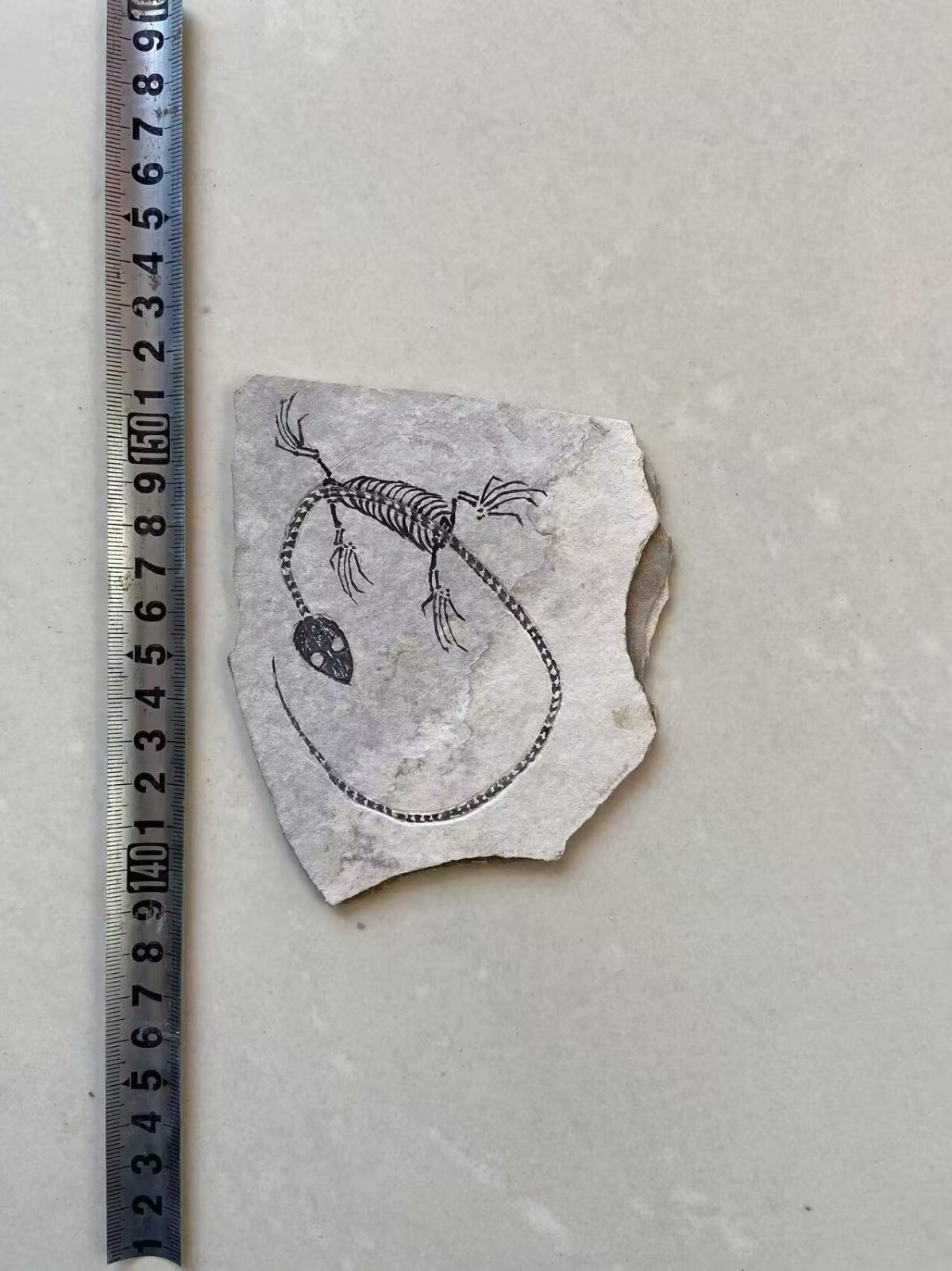 Unique Real AMPHIBIAN VERTEBRA NOTHOSAURIA JURASSIC Dragon Dinosaur Fossil 00005