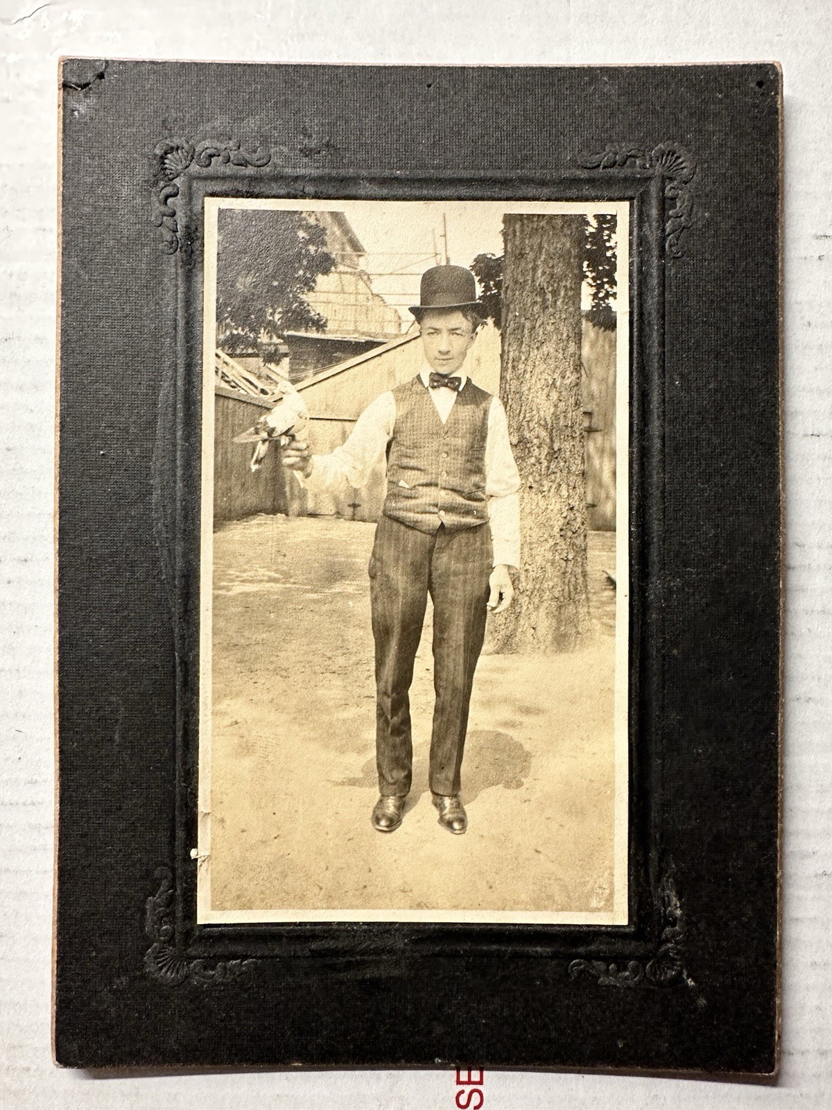 1900s Photograph Man with Carrier Homing Pigeon Bird 1900s Photograph Man with Carrier Homing Pigeon Bird