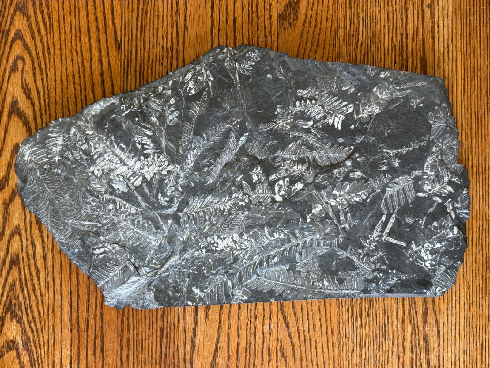 Carboniferous Fern Plant Fossil Slab 11x8.5in 8.2 lbs Shale Matrix Display Plate
