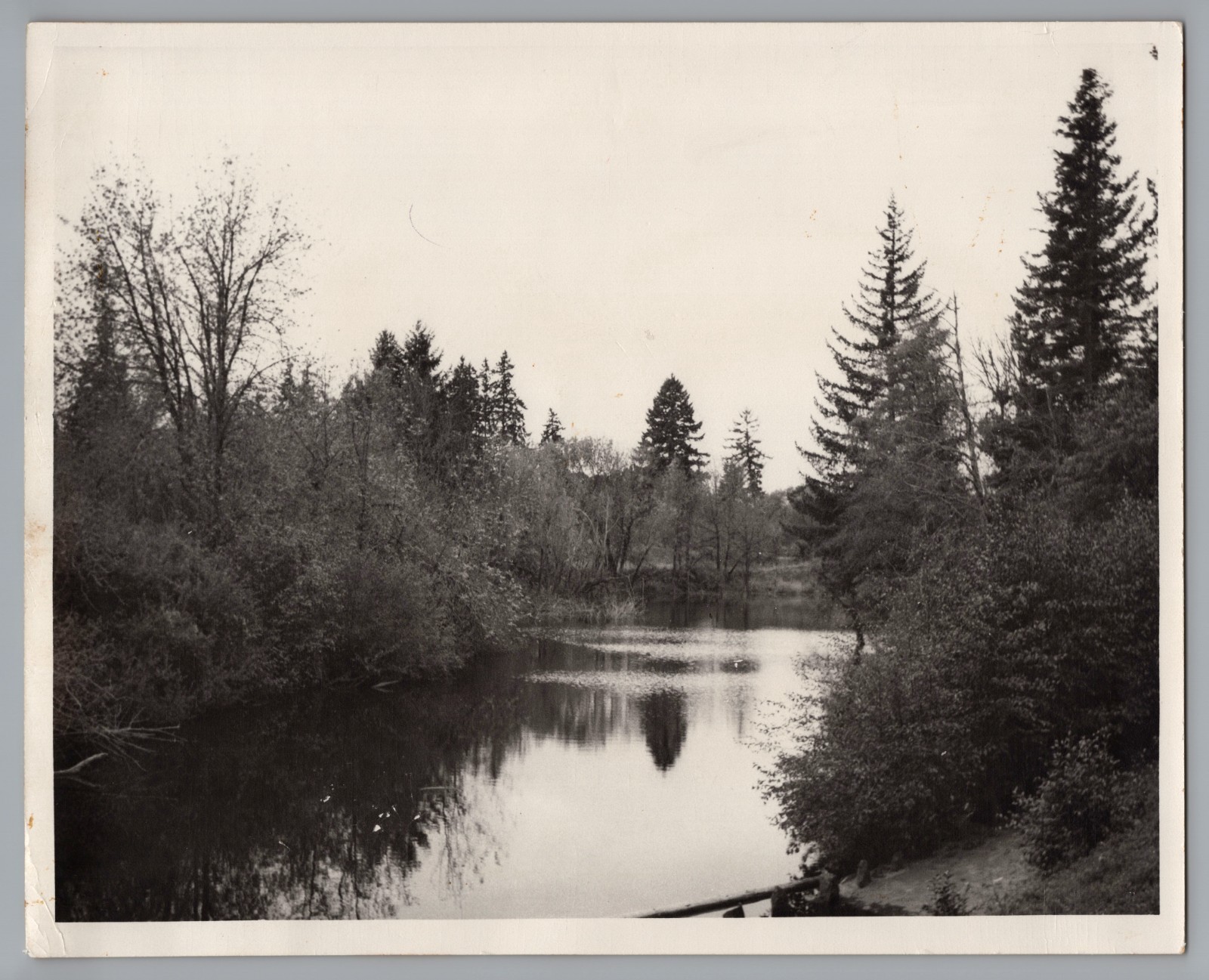 Vintage 1947 Photo Corvallis Oregon Scenic River Creek Trees Landscape