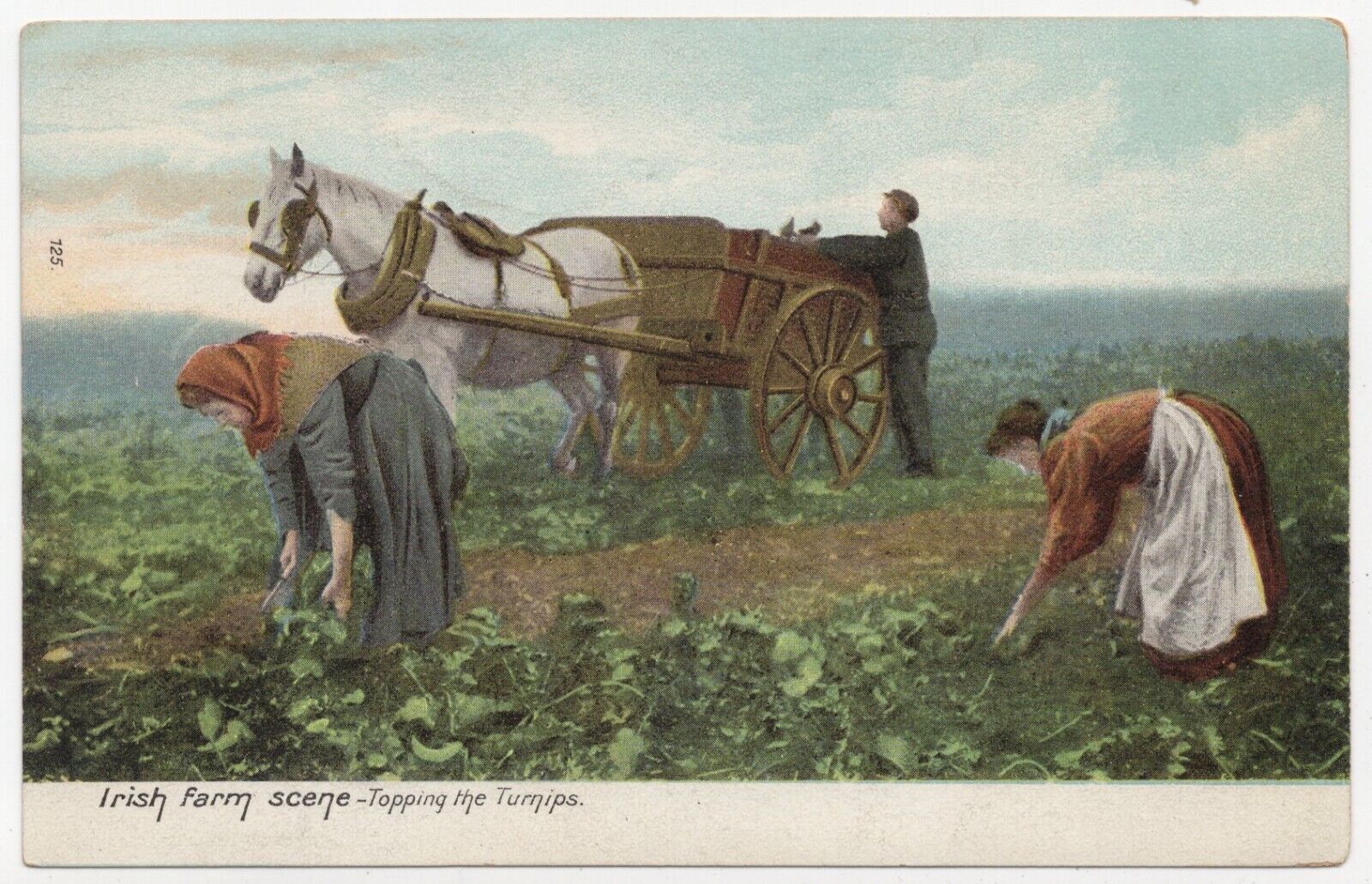 Irish Farm Scene Topping the Turnips Ireland Unposted Antique Postcard