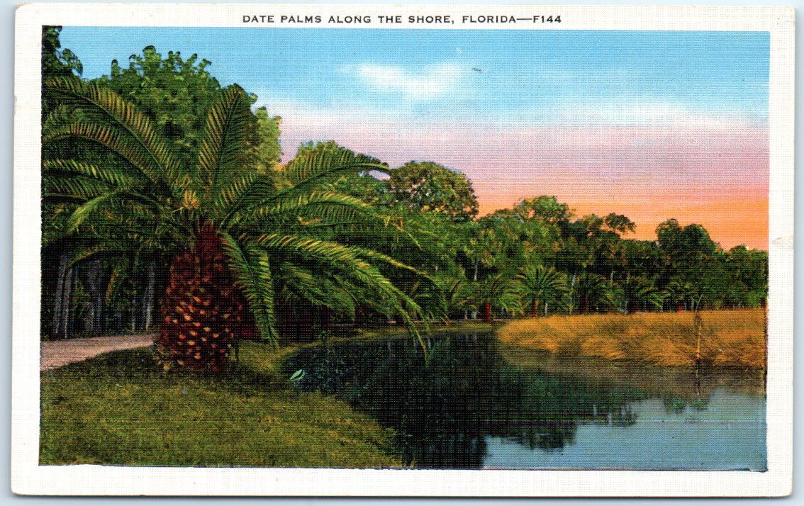 Postcard - Date Palms Along the Shore, Florida
