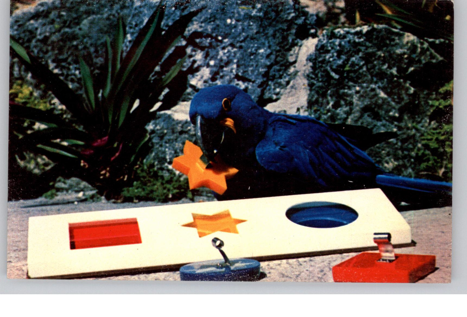 Blue Macaw Using Psychologist's Form Board Postcard 20th Century