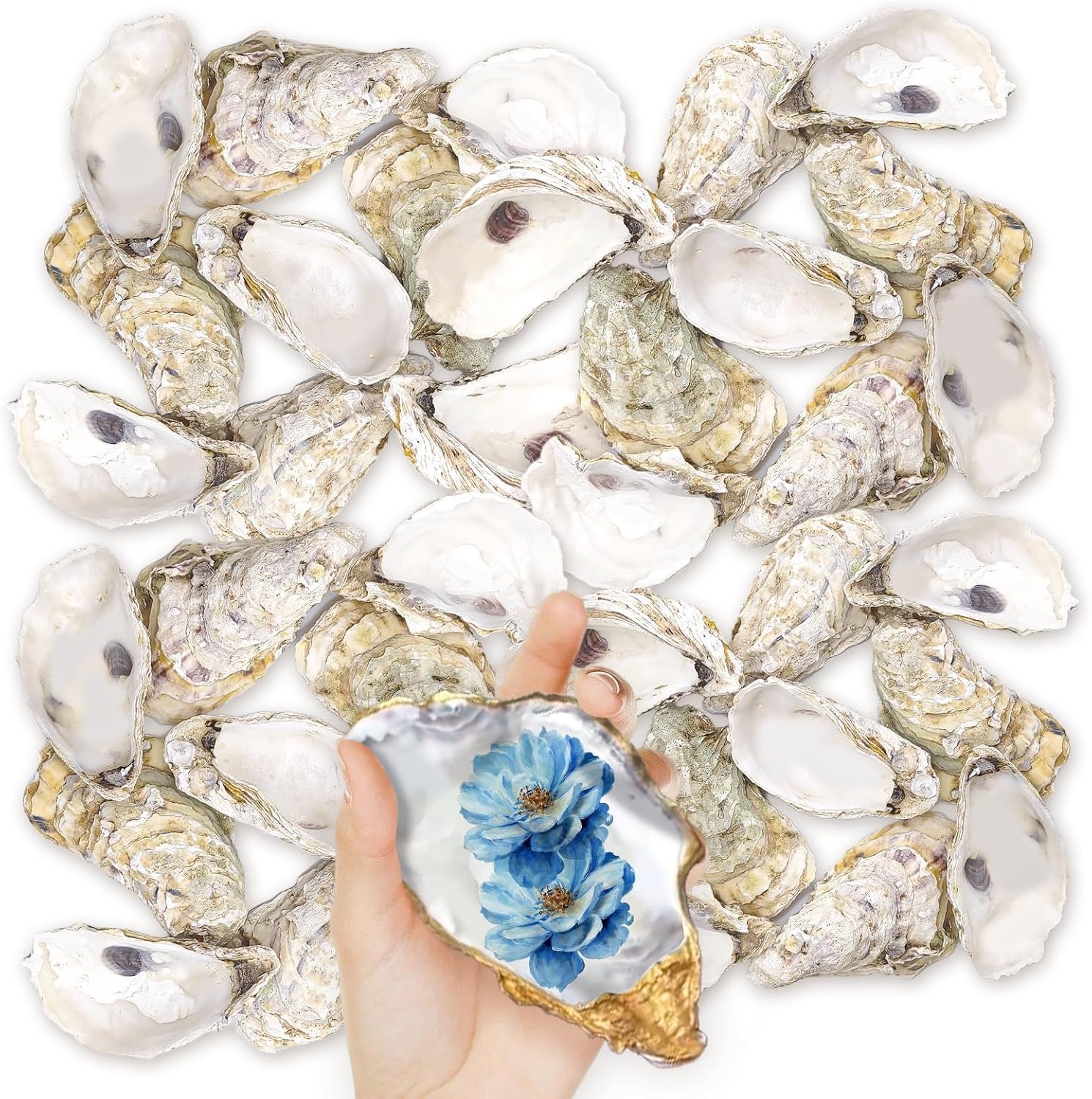 36PCS Oyster Shells 5\ 36PCS Oyster Shells 5\
