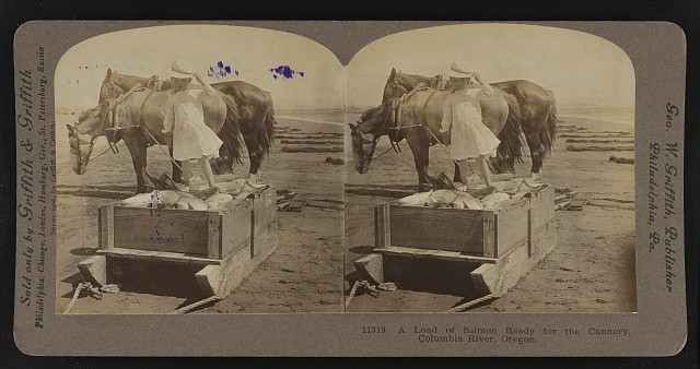 Photo:Columbia River Oregon 1906 Salmon Load Ready for Cannery Stereoview
