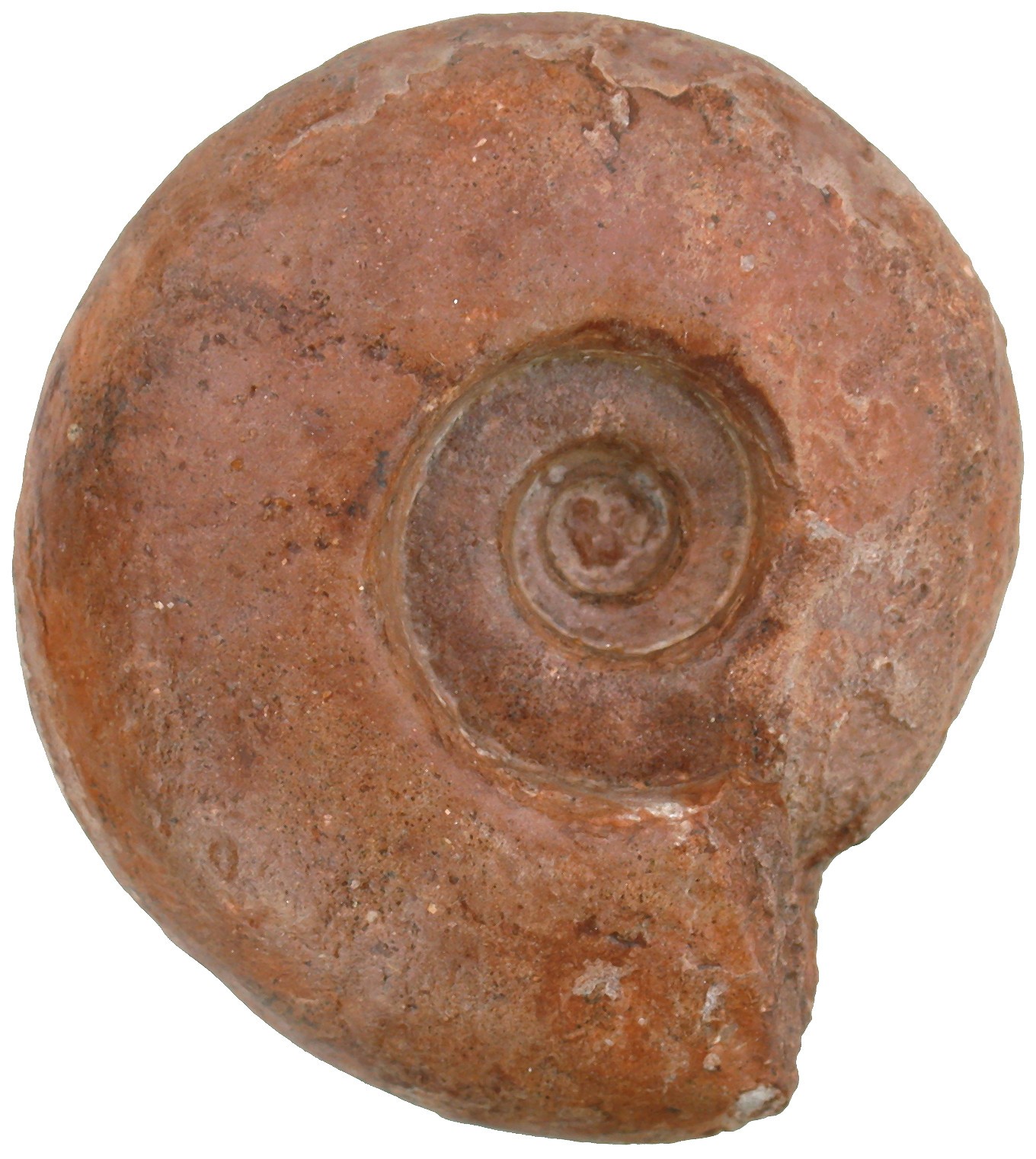 Perm Pseudoschistoceras gigas Rare Goniatite Lidak Timor F1-5