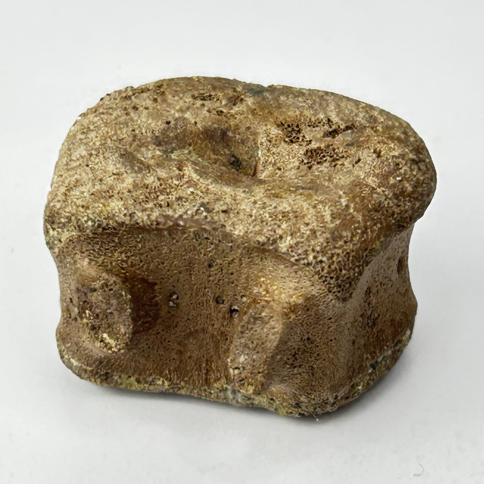 Edmontosaurus Caudal Vertebra Dinosaur Fossil - Lance Fm. - Weston Co., WY