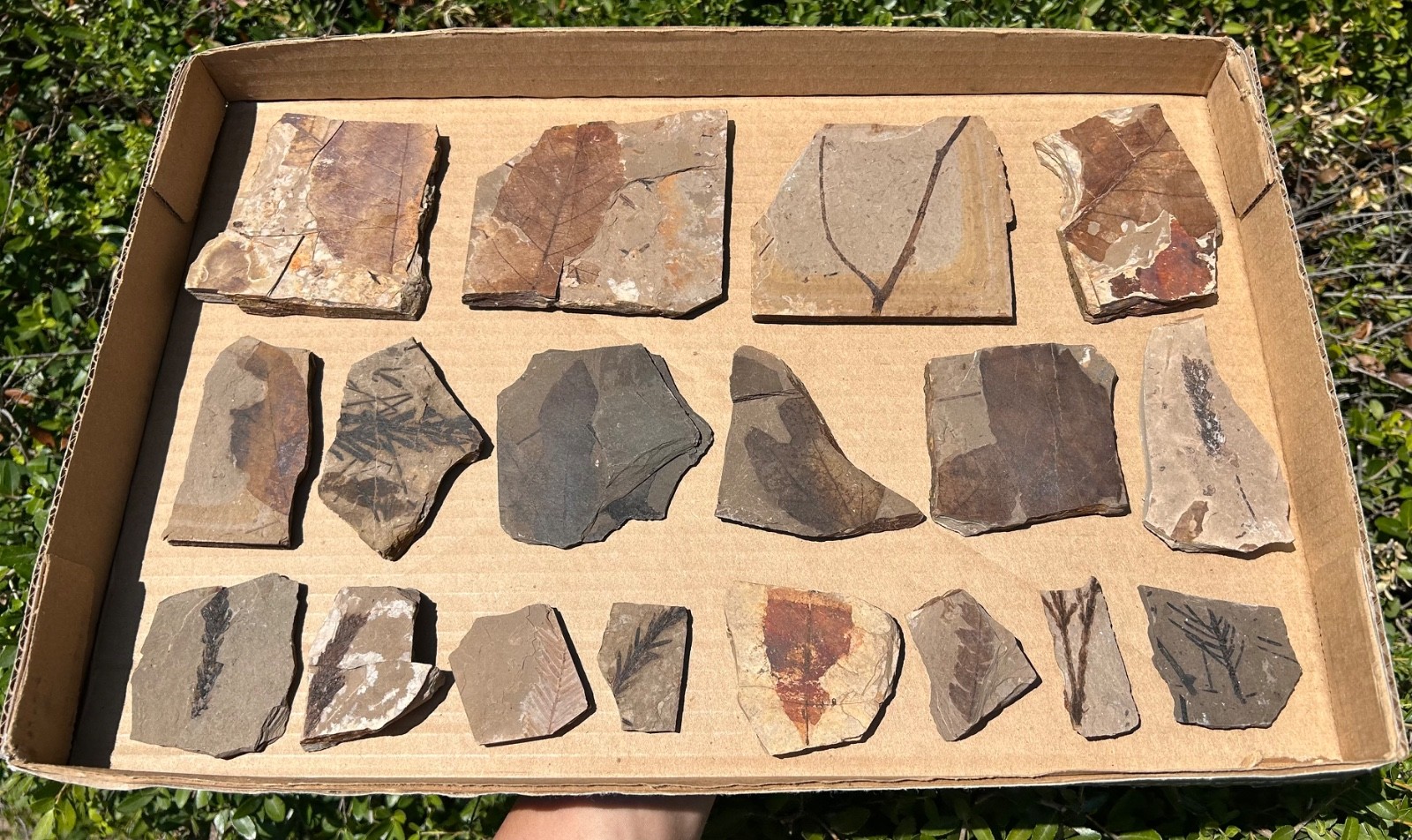 Leaf & Plant Fossils in Matrix LOT McAbee Shale Canada Cache Creek Kamloops