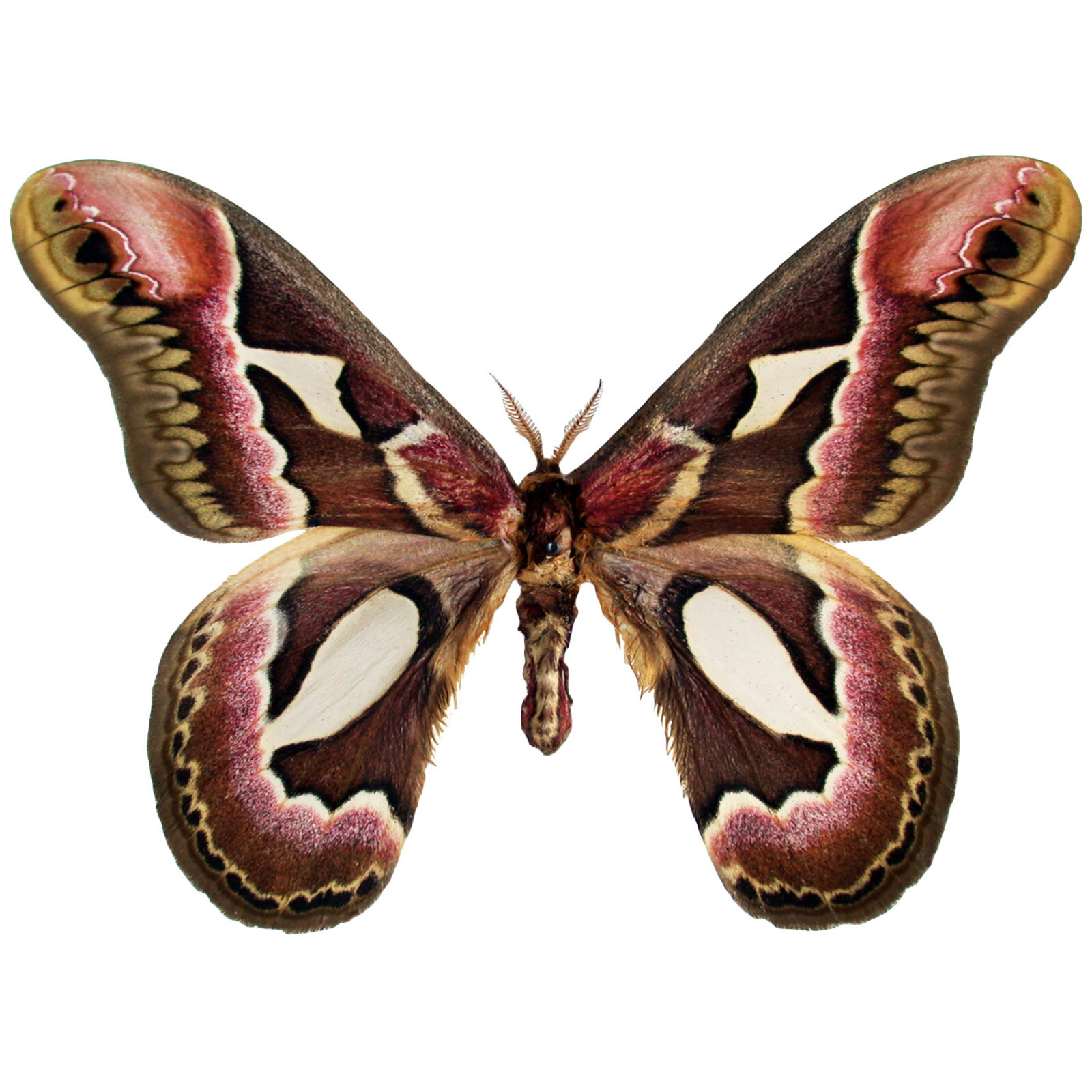 Rothschildia jacobaeae pink red saturn moth Argentina UNMOUNTED/WINGS CLOSED