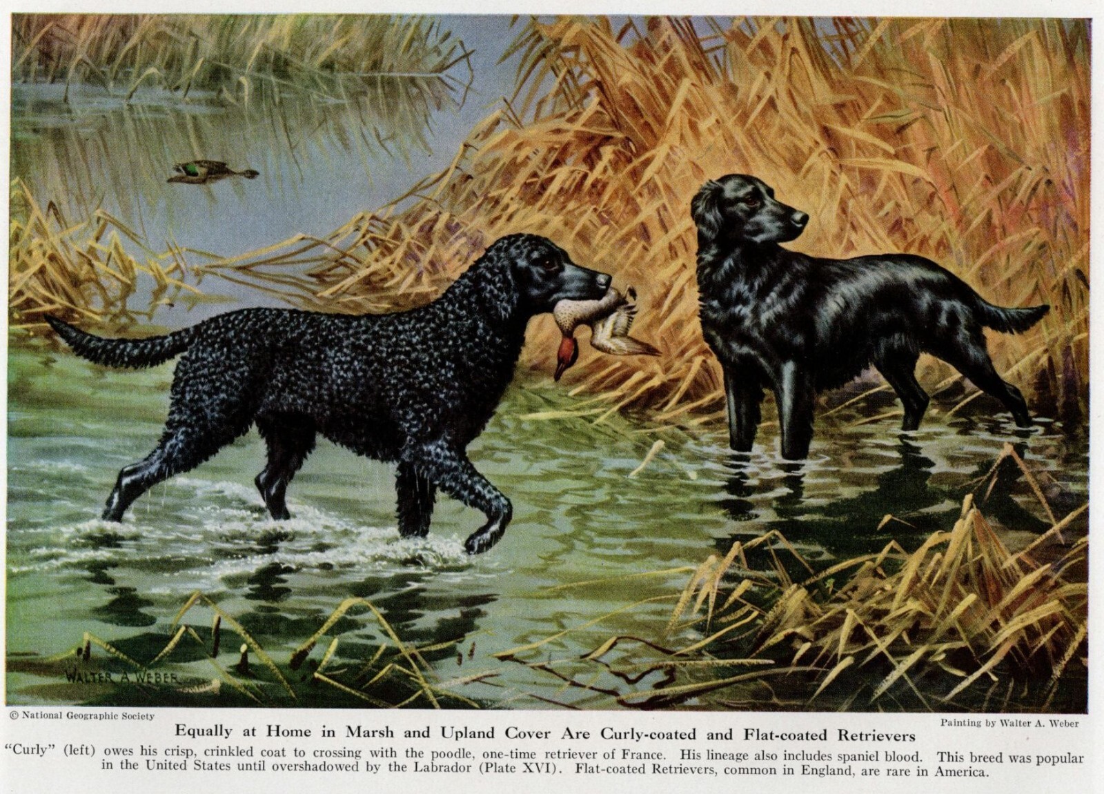 Flat / Curly Coated Retriever - CUSTOM MATTED - 1947 Vintage Color Dog Art Print