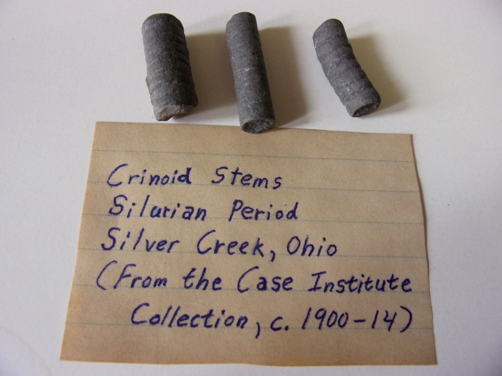 Crinoid Stems - Silurian Period - Paleozoic Era Crinoid Stems - Silurian Period - Paleozoic Era