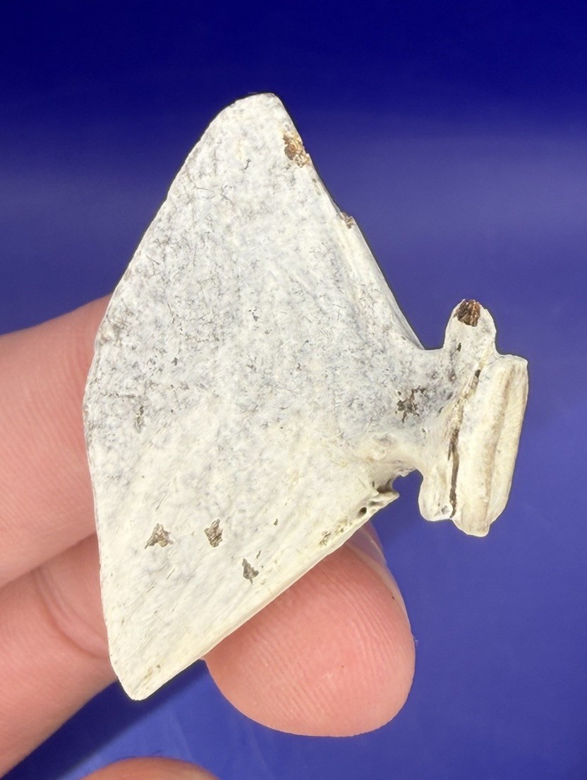 Lowcountry Fossilized Fish Tail Real Authentic Fossil from SC