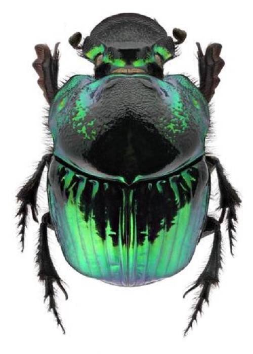 Phanaeus demon FEMALE green form scarab beetle Guatemala PINNED Phanaeus demon FEMALE green form scarab beetle Guatemala PINNED