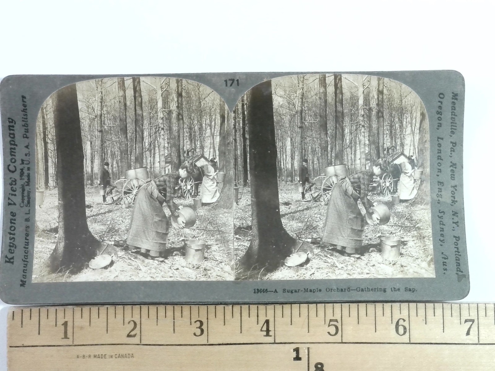 Sugar Maple Orchard Stereoview Keystone View Co. 1905 Ohio Agriculture Rural Sugar Maple Orchard Stereoview Keystone View Co. 1905 Ohio Agriculture Rural