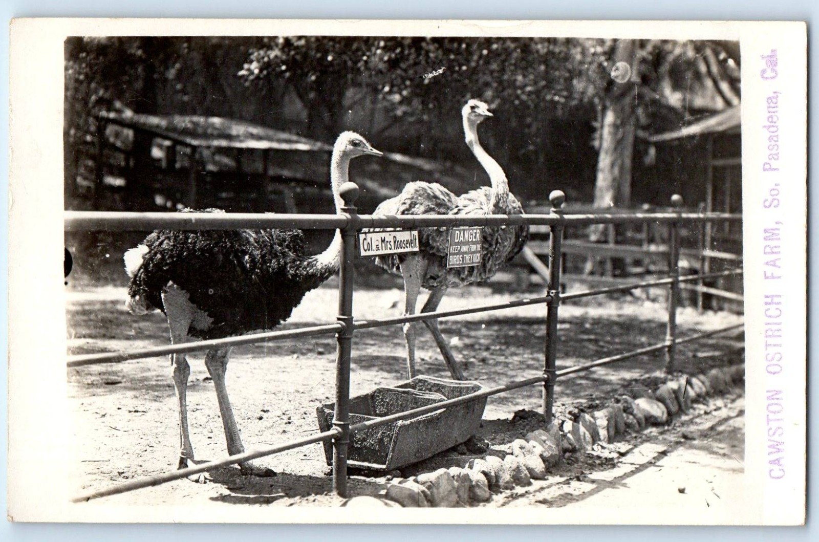 c1910\'s Cawston Ostrich Farm South Pasadena CA Animals RPPC Photo Postcard