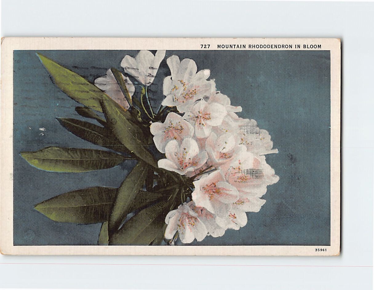 Mountain Rhododendron In Bloom T-311015