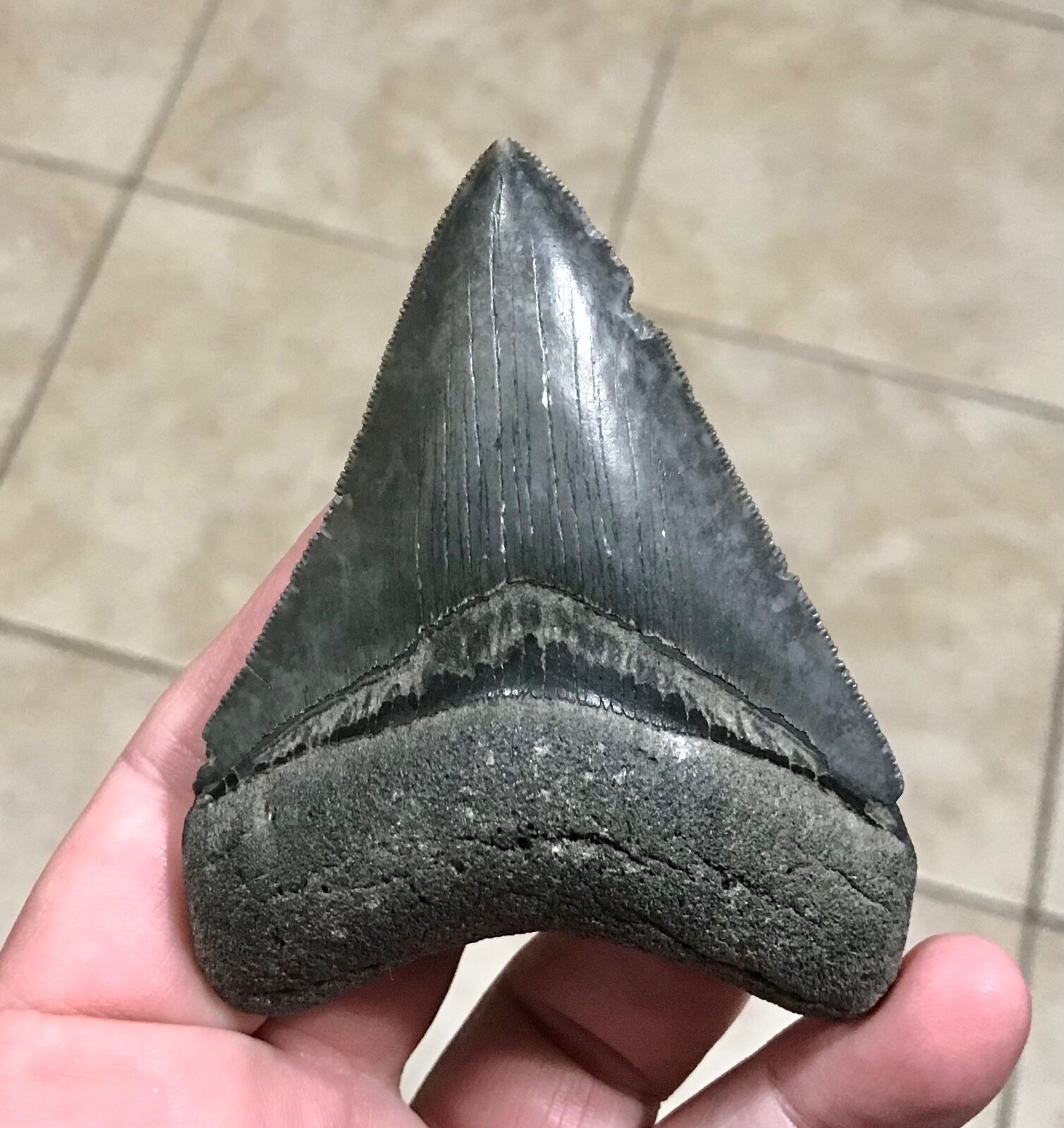 SPLENDIDLY SWEET-3.6”x 2.76”-GOLDEN/VENICE BEACH,FL-MEGALODON SHARKTOOTH FOSSIL SPLENDIDLY SWEET-3.6”x 2.76”-GOLDEN/VENICE BEACH,FL-MEGALODON SHARKTOOTH FOSSIL