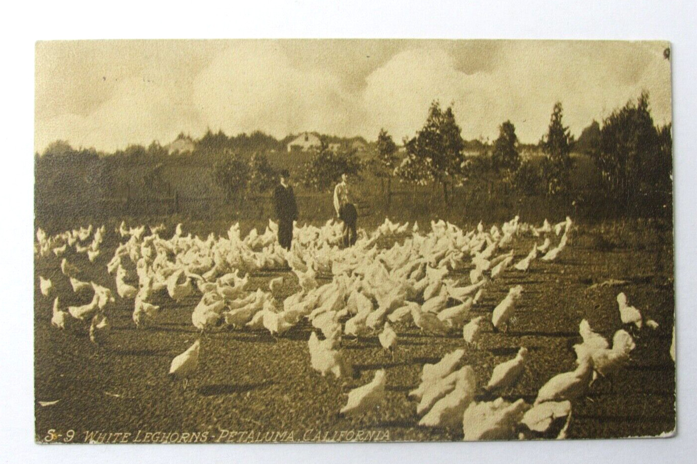 Petaluma CA Feeding White Leghorns RPPC Postcard Sonoma County to Bay City c1914