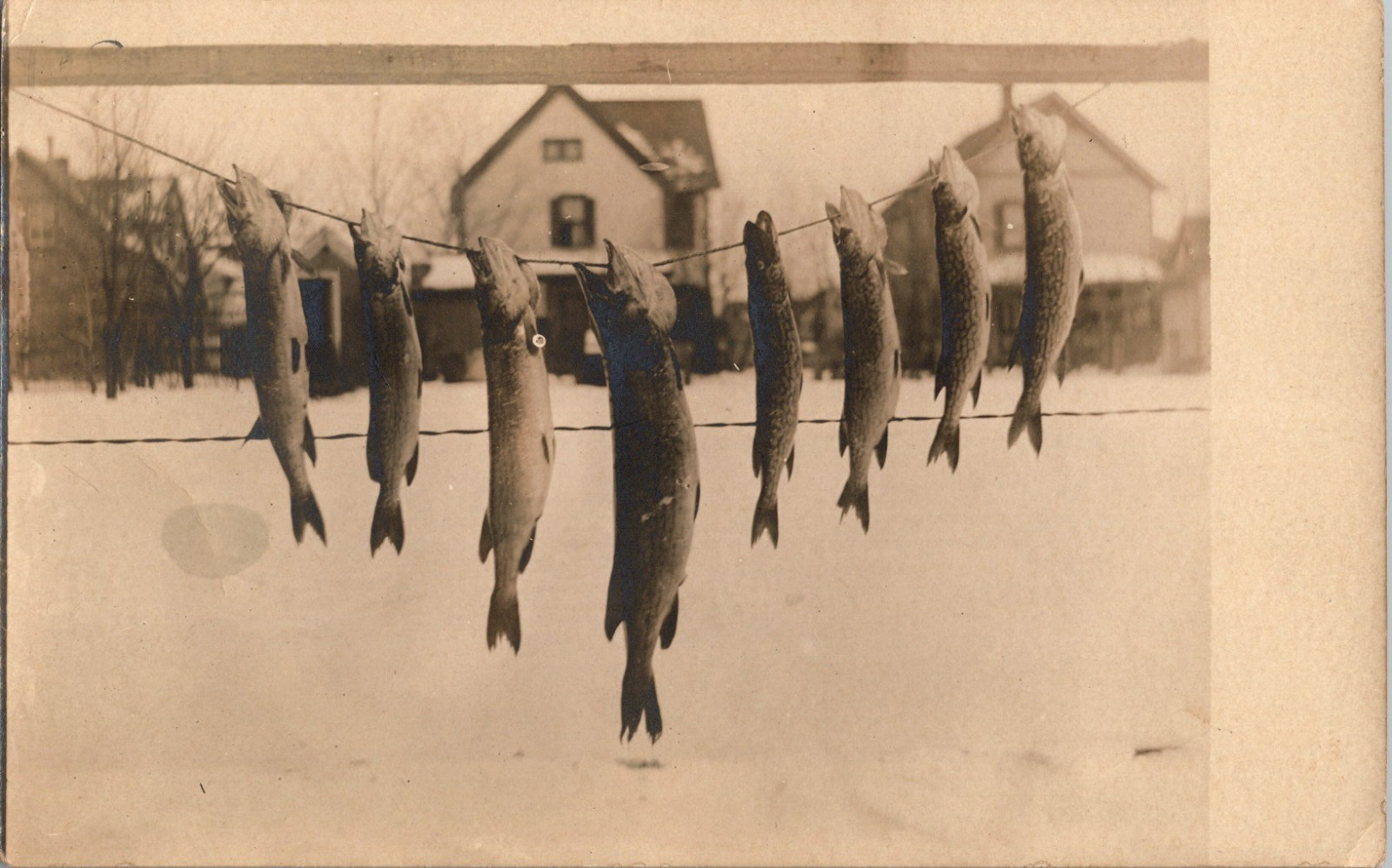 RPPC Honesdale PA Attributed T M Holland Fish Catch Fishing AZO Photo Postcard