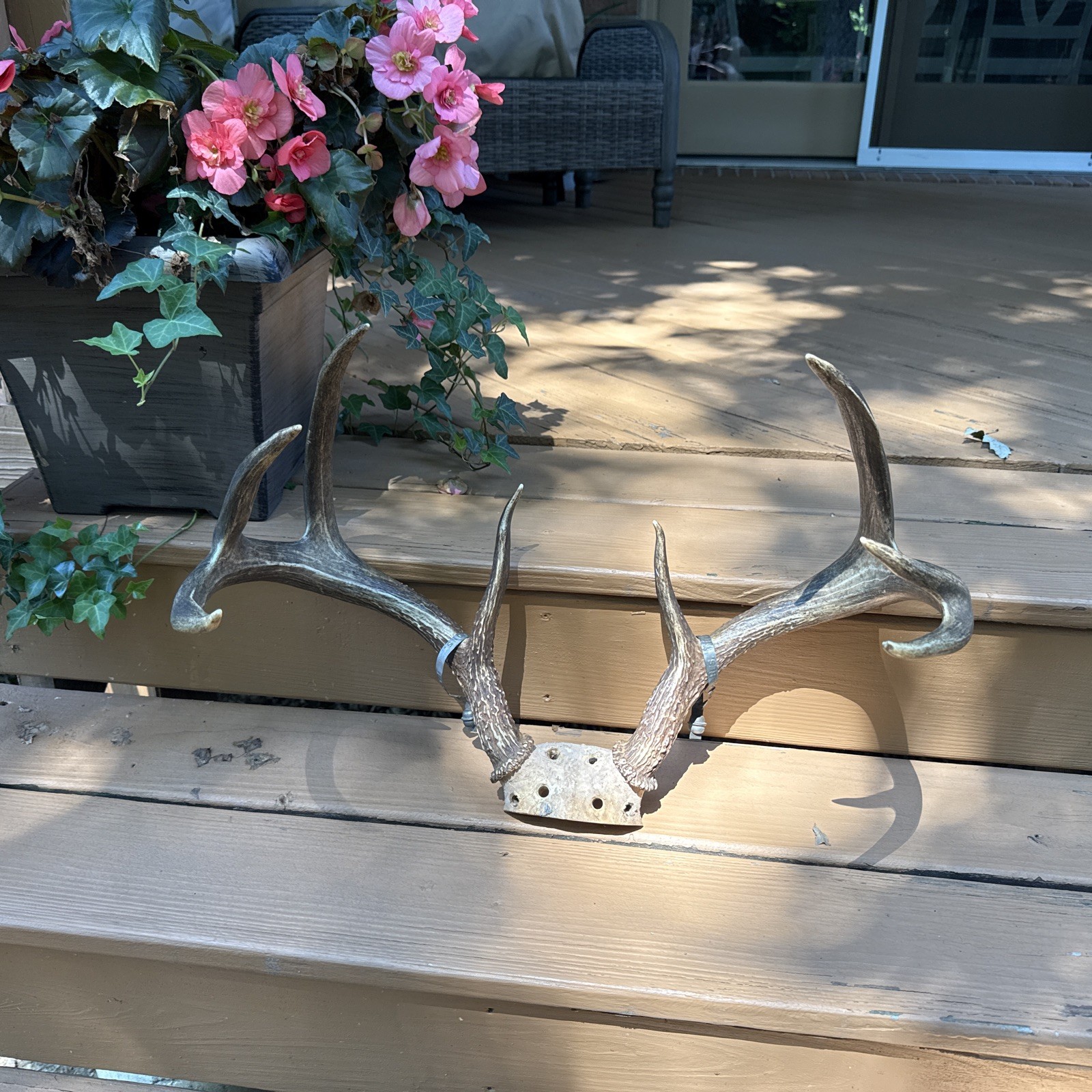 Whitetail Deer Antlers 8 Point Buck Skull Cap Taxidermy Mount Hunting Decoration