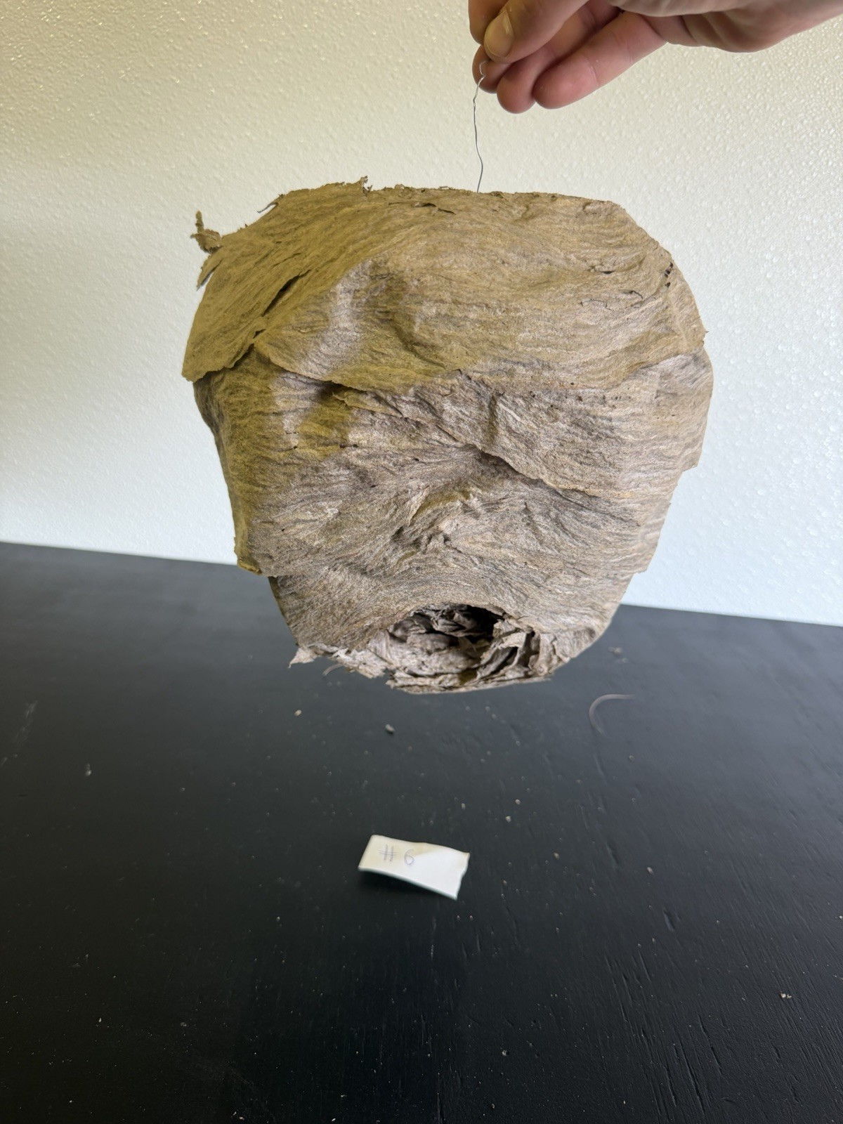 Gorgeous Bald Faced Hornets Nest Medium made In Upstate New York #6 Gorgeous Bald Faced Hornets Nest Medium made In Upstate New York #6