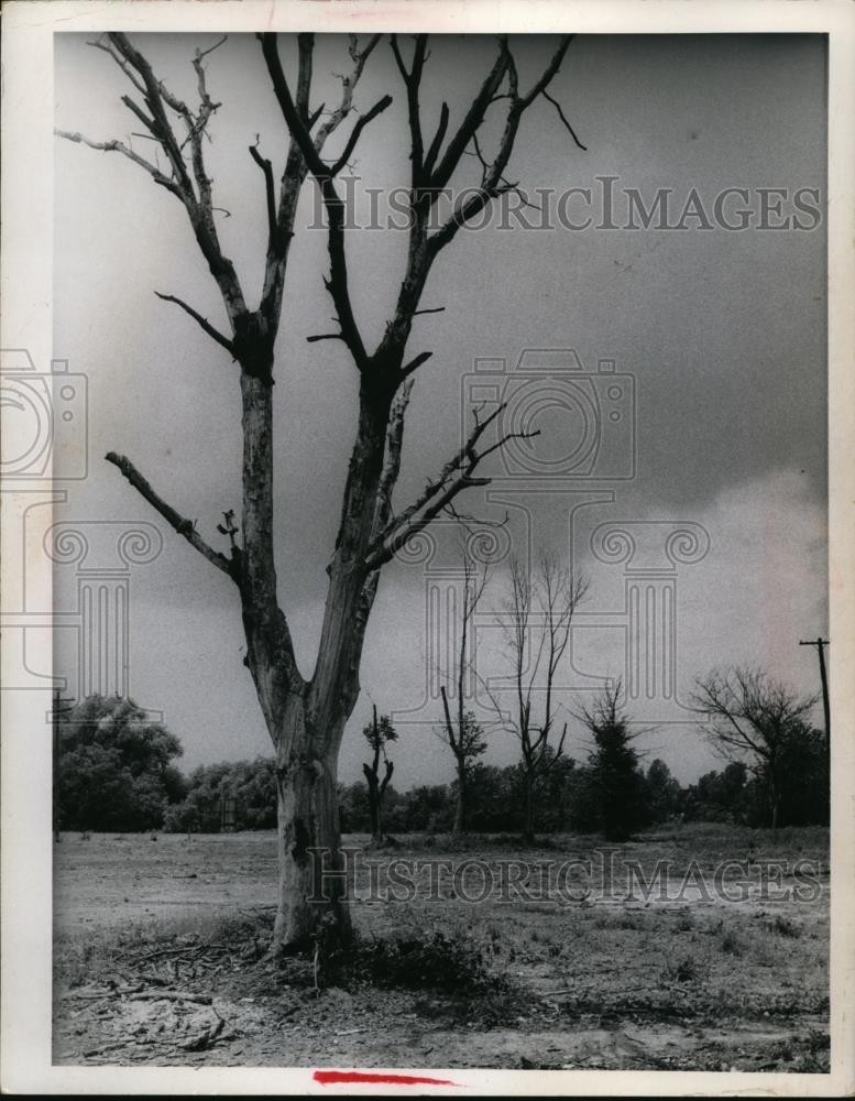 1970 Press Photo Drought area on North of Clark Avenue - nef48149