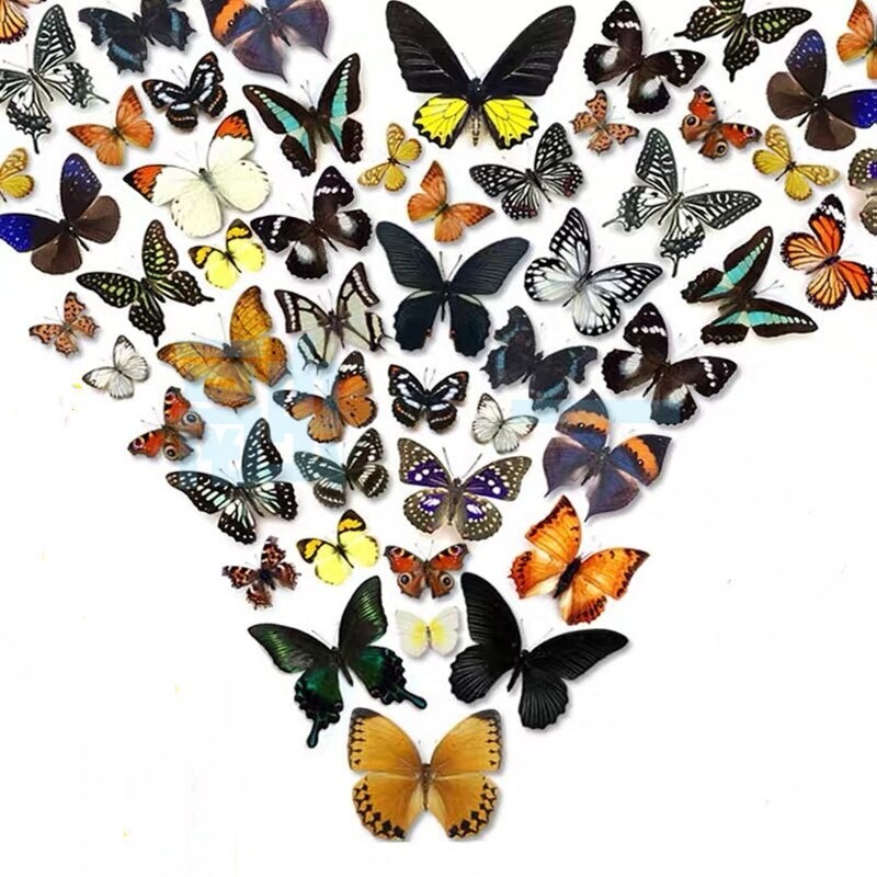 20pcs (Butterfly species with no duplicates) ​natural Real Butterflies Specimen