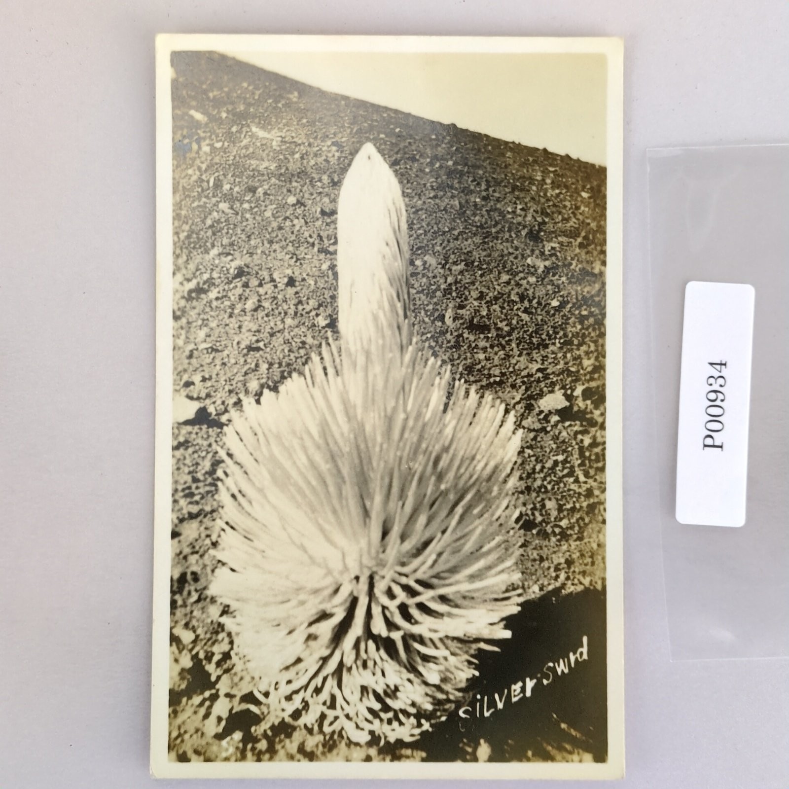 Silversword Flower Hawaii 1940s Real Photo Postcard RPPC Maui Book Store Wailuku