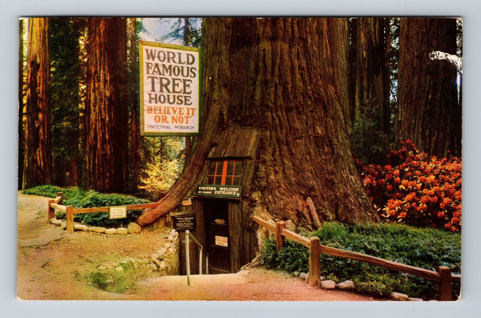 Tree House Park CA-California, World Famous Tree House, Vintage Postcard