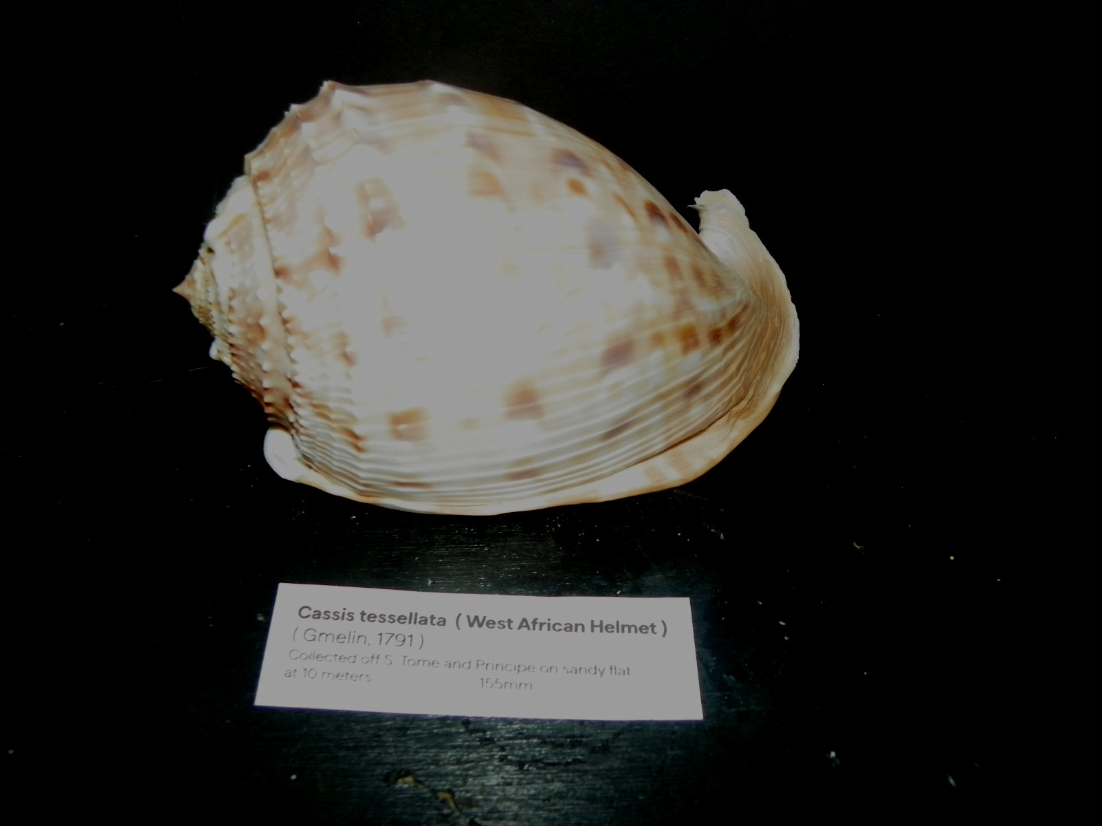 CASSIS TESSELLATA ( WEST AFRICAN HELMET )