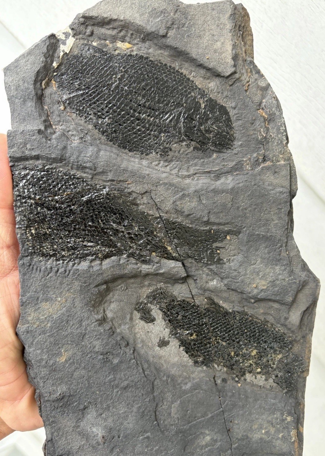 Wonderful Rare Mortality Plate Of Jurassic Dinosaur Age Fish Fossils Semionotus