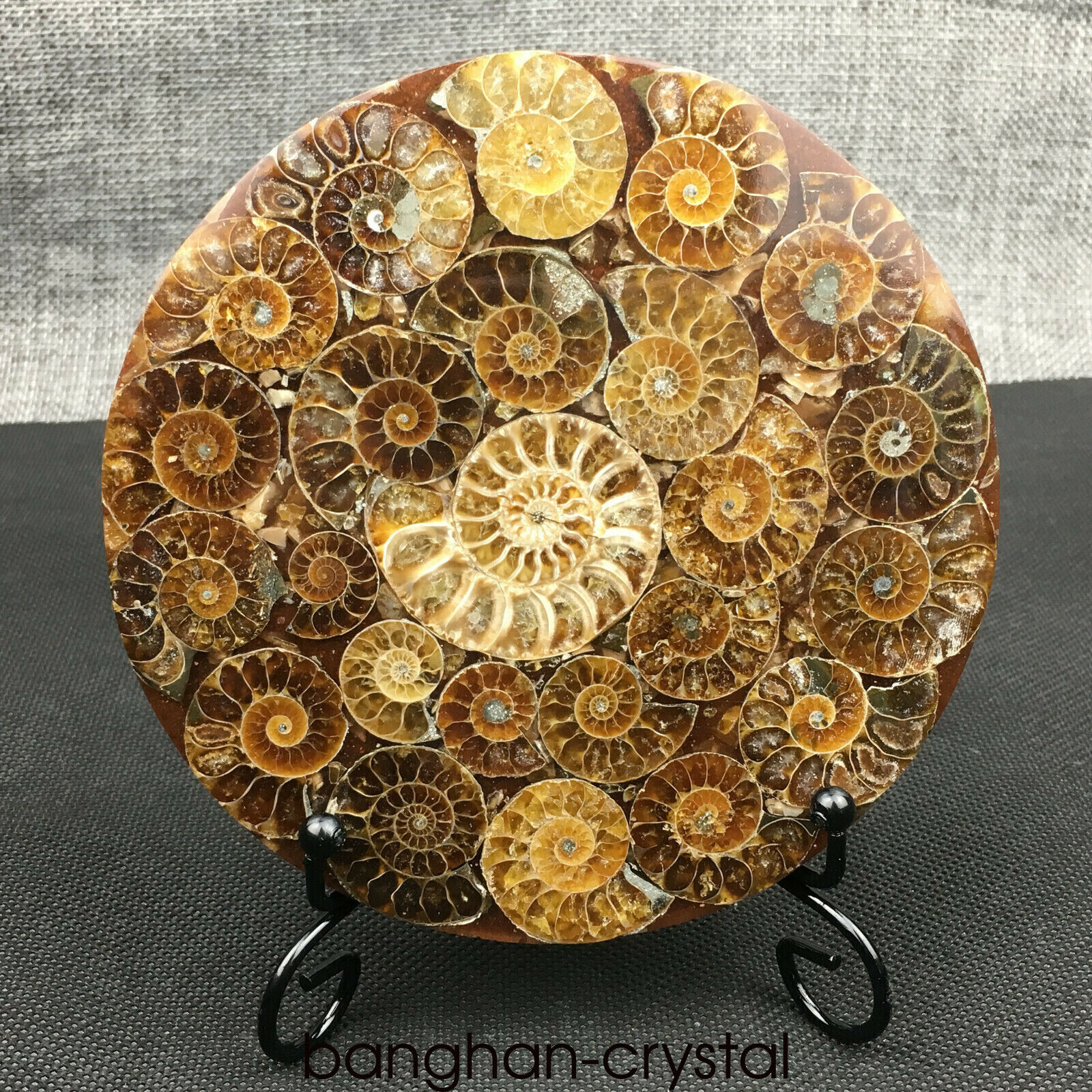 Top Natural Ammonite Disc Fossil Conch Specimen Healing +Stand 1PC 