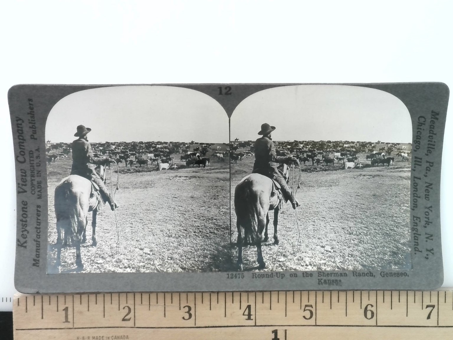 Round-Up Sherman Ranch Stereoview Keystone View Co. 1900s Kansas Cattle