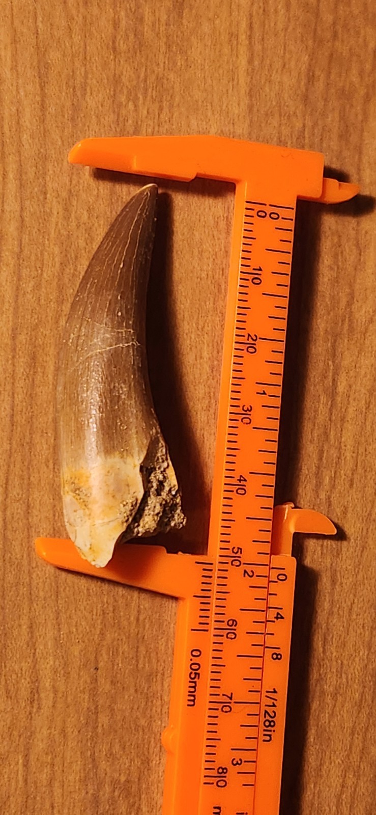 Plesiosaur Dino Tooth Fossil