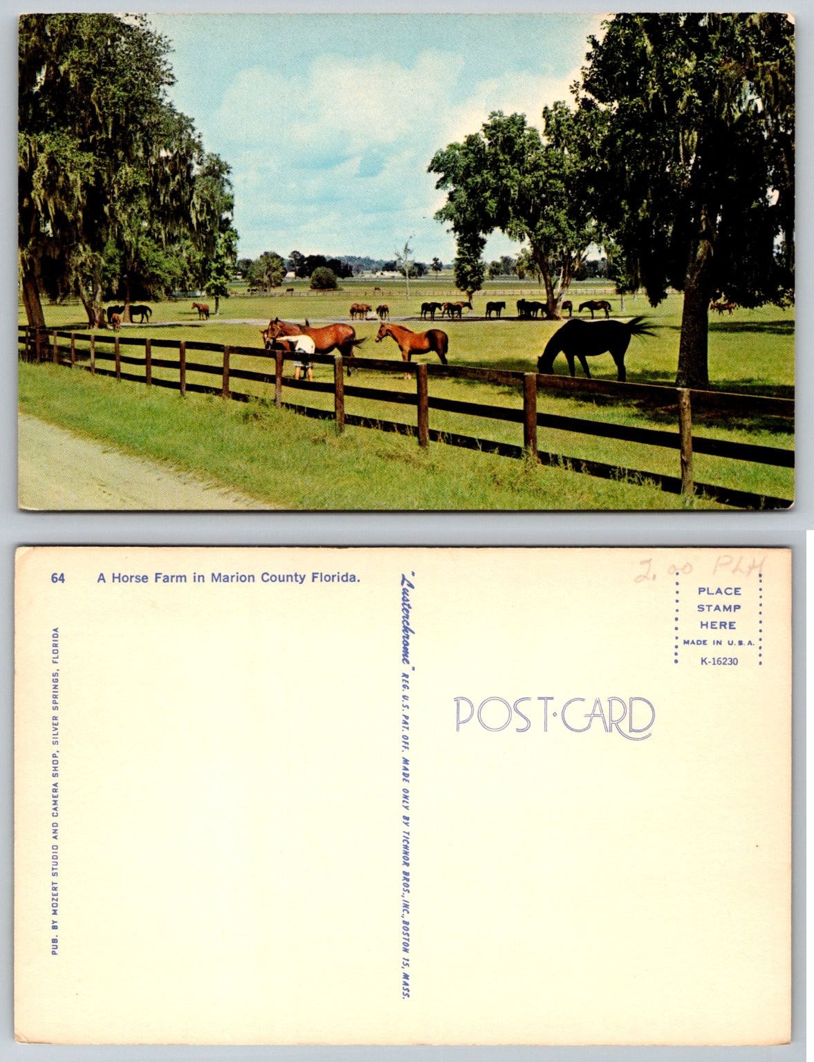 Vintage Lusterchrome Postcard: Marion County Florida Horse Farm