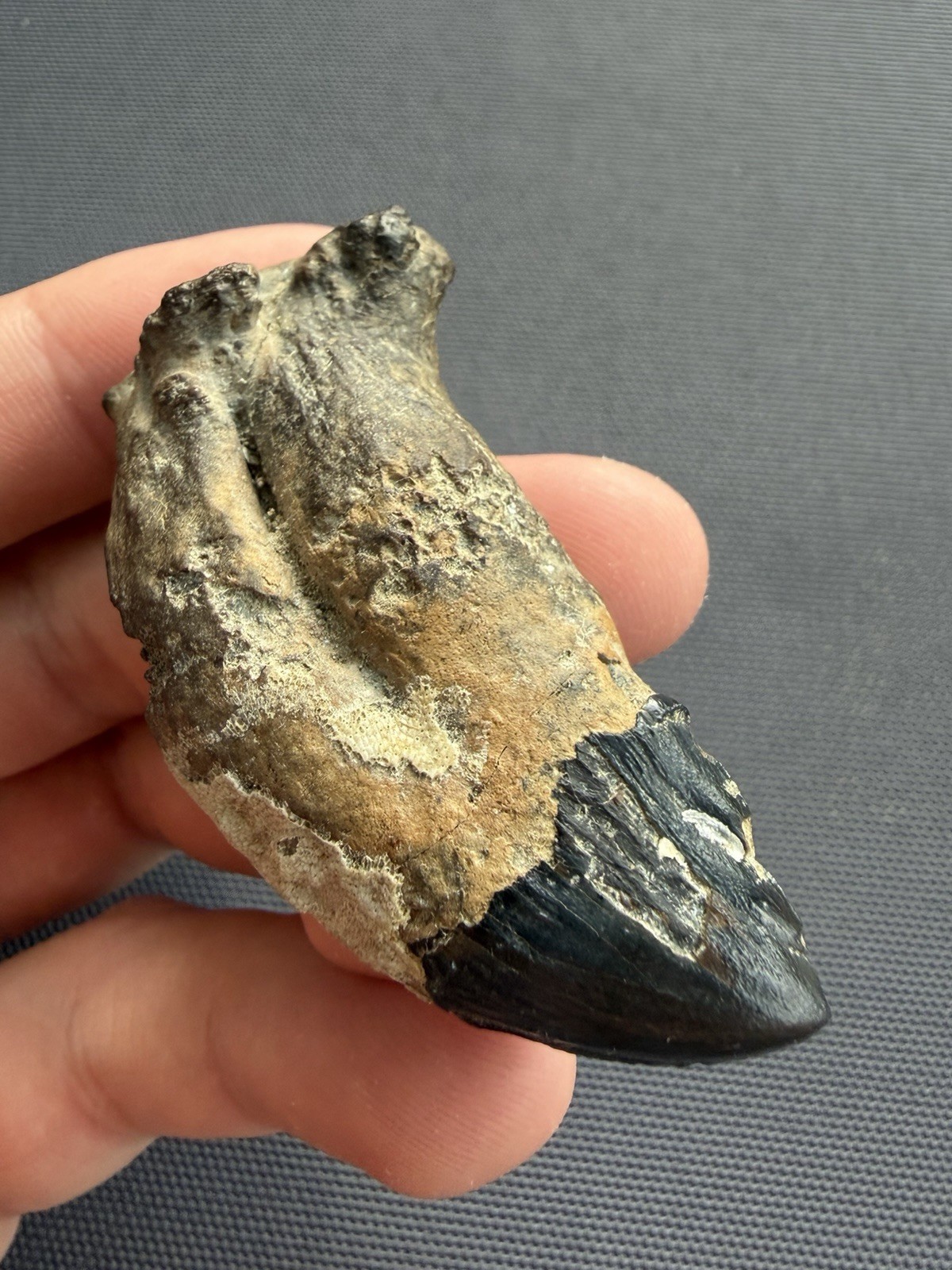 Museum Quality Ankylorhiza Tooth Fossil - Ancient Marine Mammal Tooth