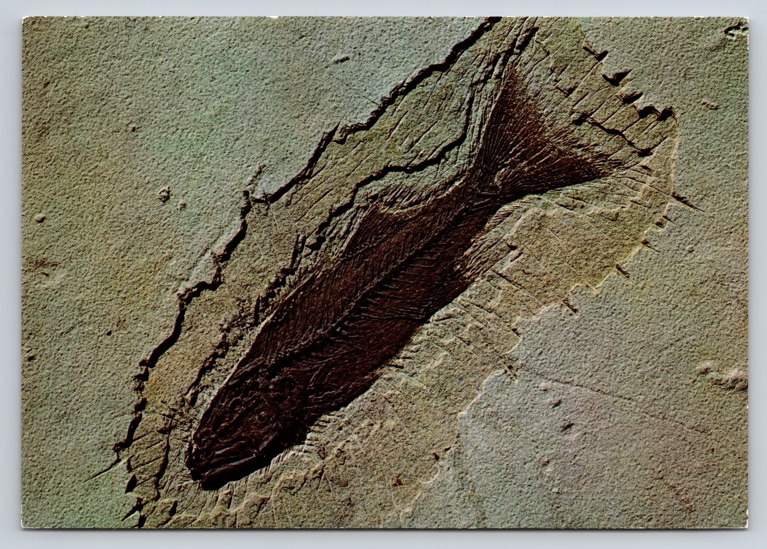 Dexter Supreme Mioplosus Fossil Postcard from Wyoming Green River Formation