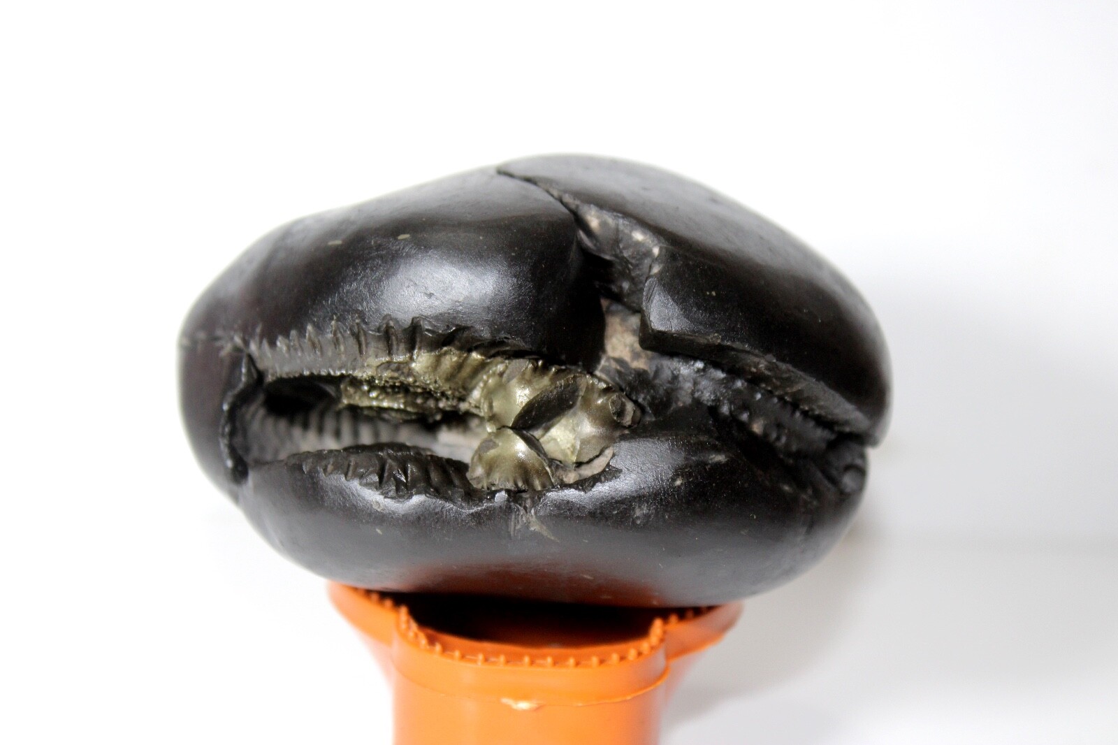Antique Laxmi Narayan Shaligram with 4 chakra wt-488gm size-3inch