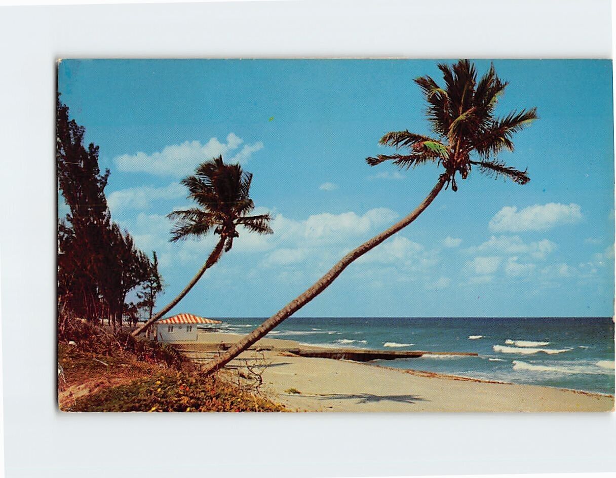 Postcard Whispering Palms on the Florida Coastline USA