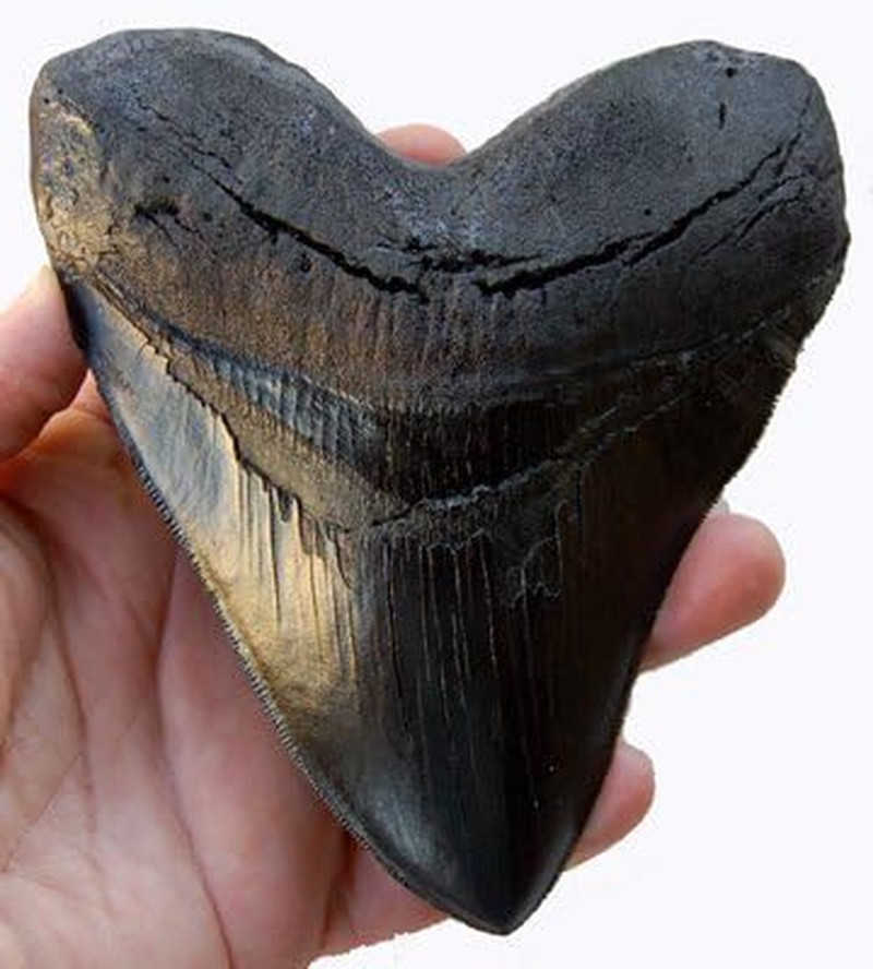Prehistoric Planet Store 5.5 Inch Megalodon (Carcharodon Megalodon) Tooth, Black