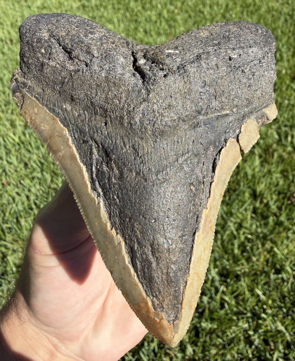 Serrated 4.47” Megalodon Shark Tooth Fossil Real Shark Teeth No Restoration